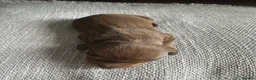 Dachshund dogs for sale: Female Dachshund Puppy  in Bridgend - Advert 2