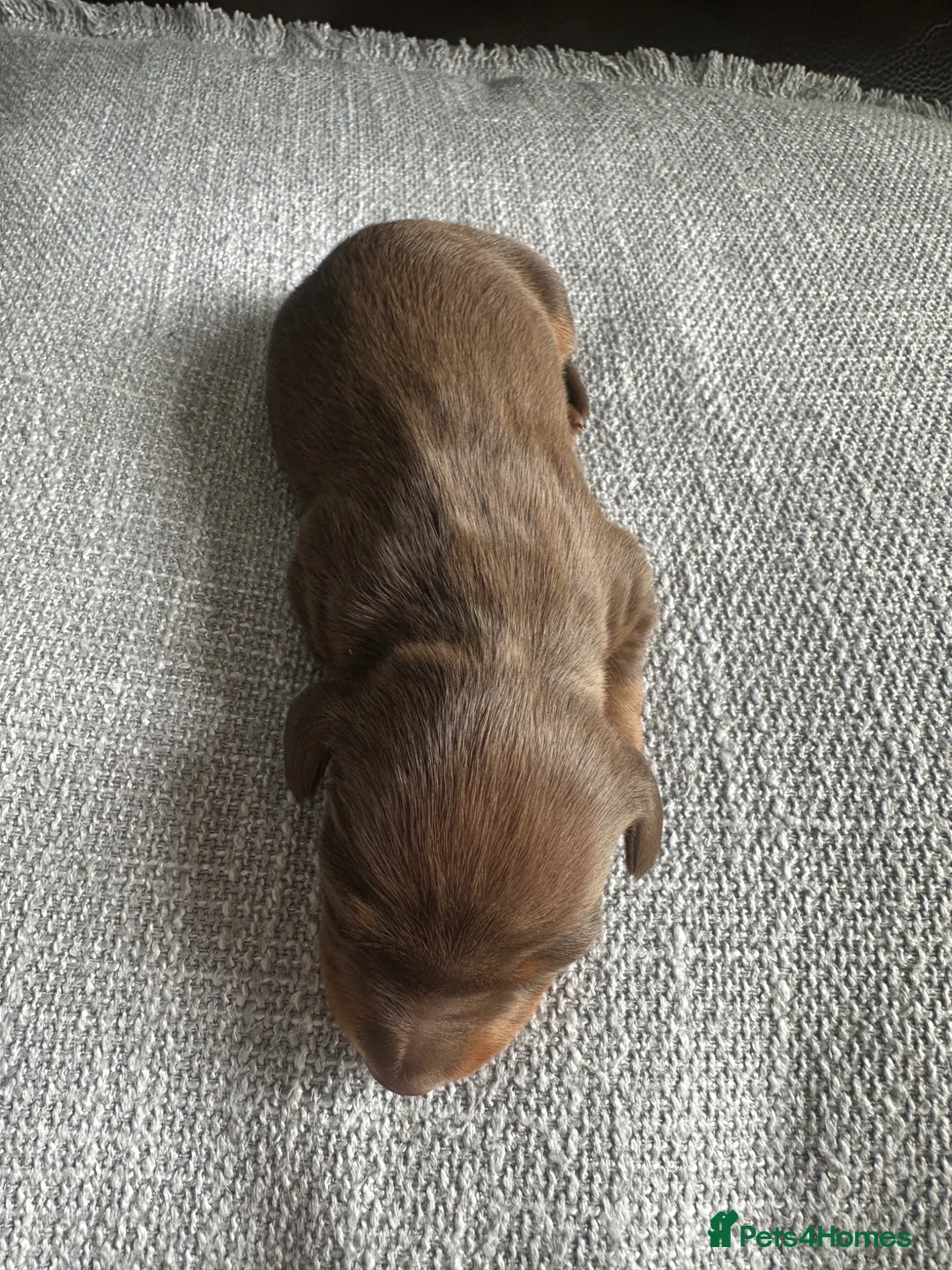 Dachshund dogs for sale: Female Dachshund Puppy  in Bridgend - Advert 2
