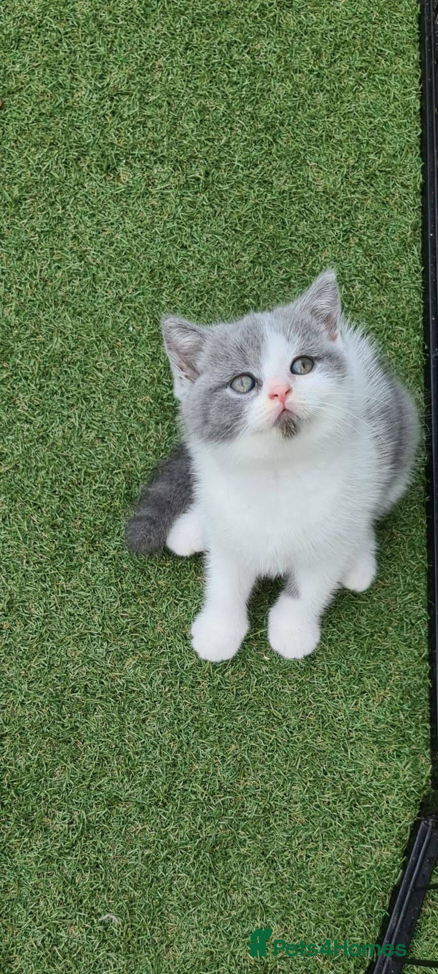 British Shorthair cats British shorthair kittens  - Advert 19