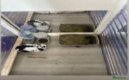Mini Lop rabbits for sale: Re-homing our beautiful Buddy & Bean - Image 6