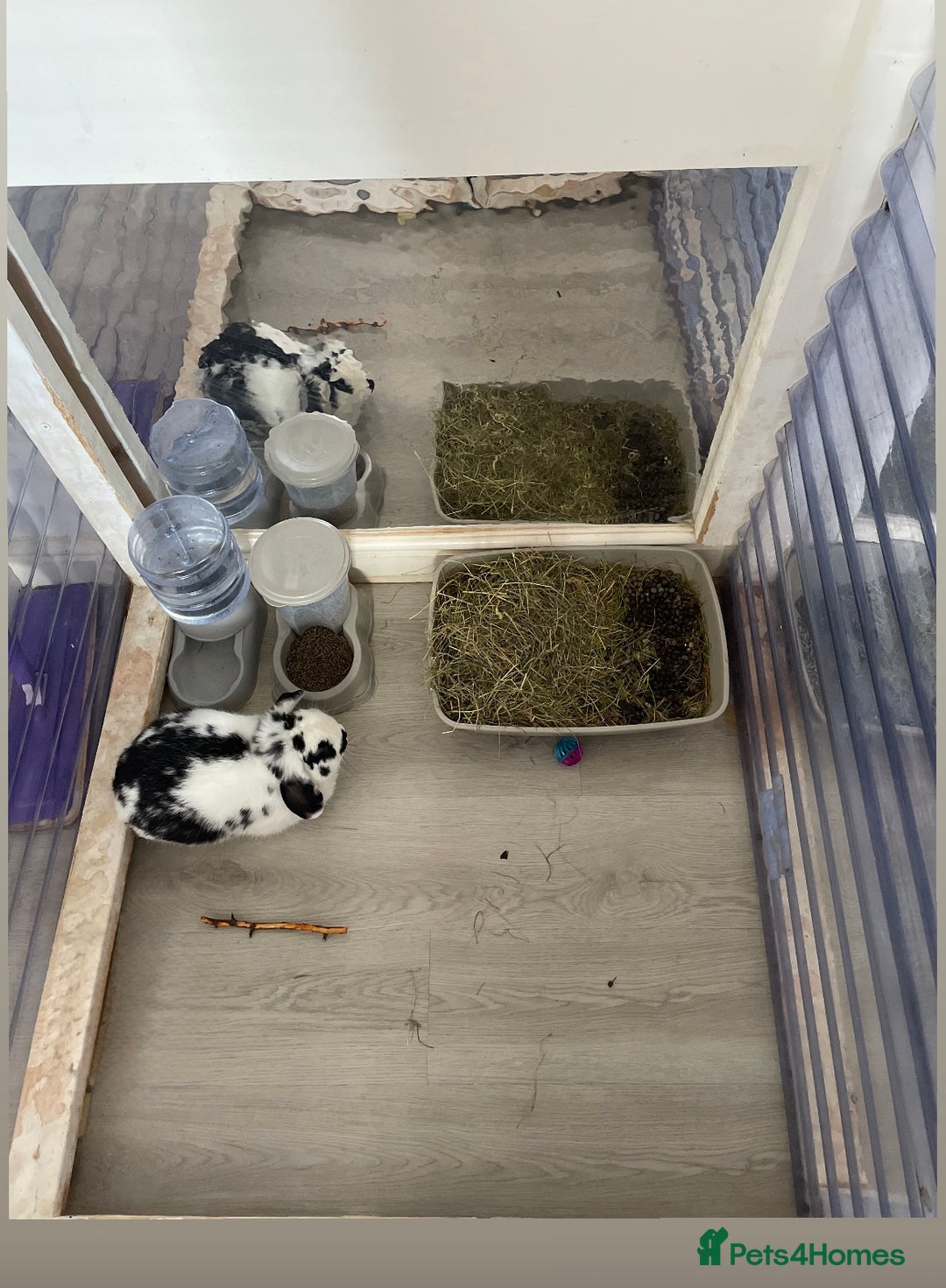 Mini Lop rabbits for sale: Re-homing our beautiful Buddy & Bean - Image 6