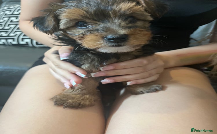 Yorkshire Terrier dogs - Advert 1