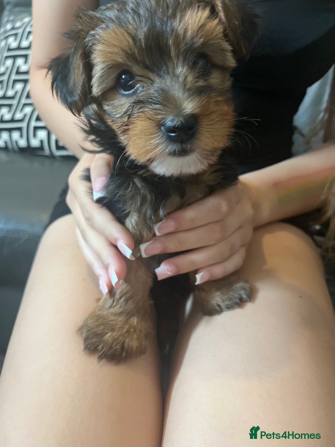 Yorkshire Terrier dogs for sale: Yorkshire terrier pups  - Image 1