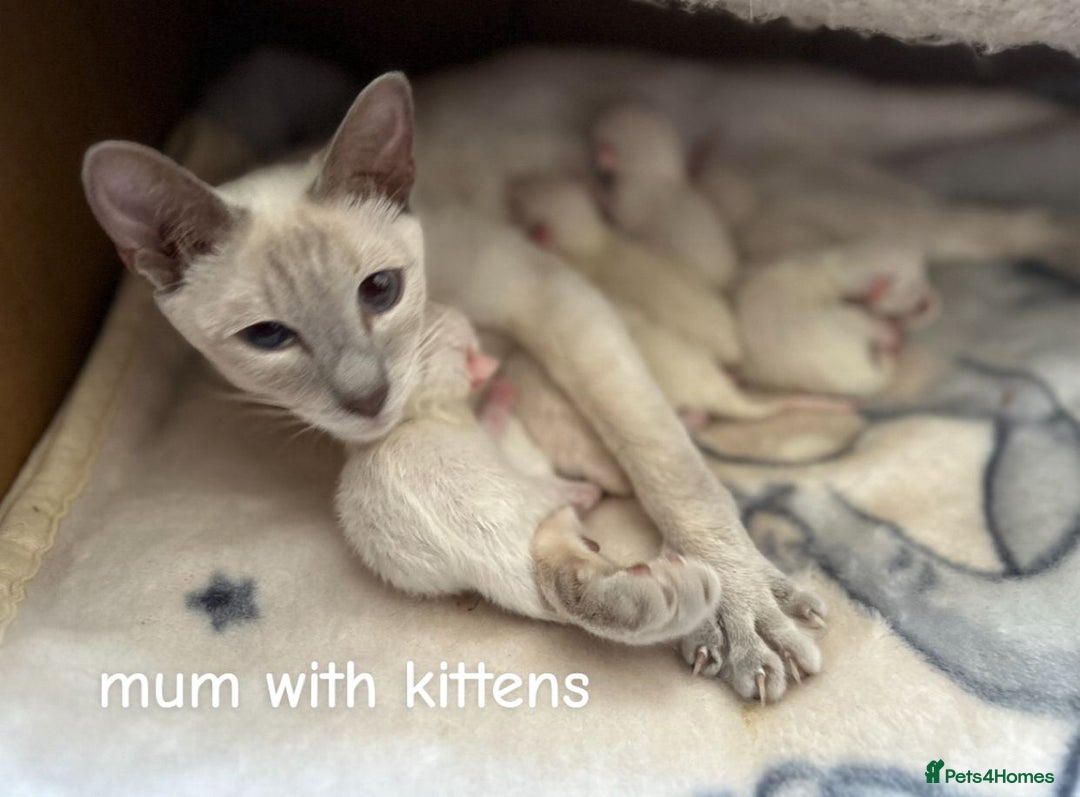 Ragamese cats for sale: Ragamese lilac kittens - Image 1