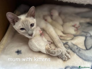 Ragamese cats - Advert 2