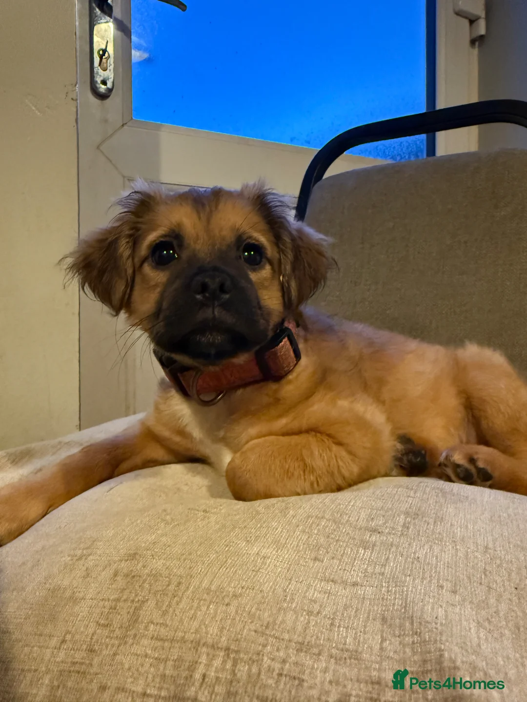 Mixed Breed dogs for sale: Teddy in Burnley - Advert 3