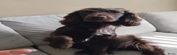 Cocker Spaniel dogs for stud: Cocker Spaniel - Proven - Advert 2