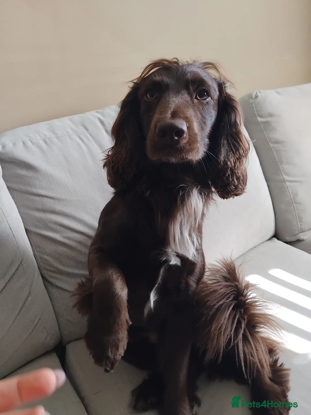 Cocker Spaniel dogs for stud: Cocker Spaniel - Proven - Advert 2