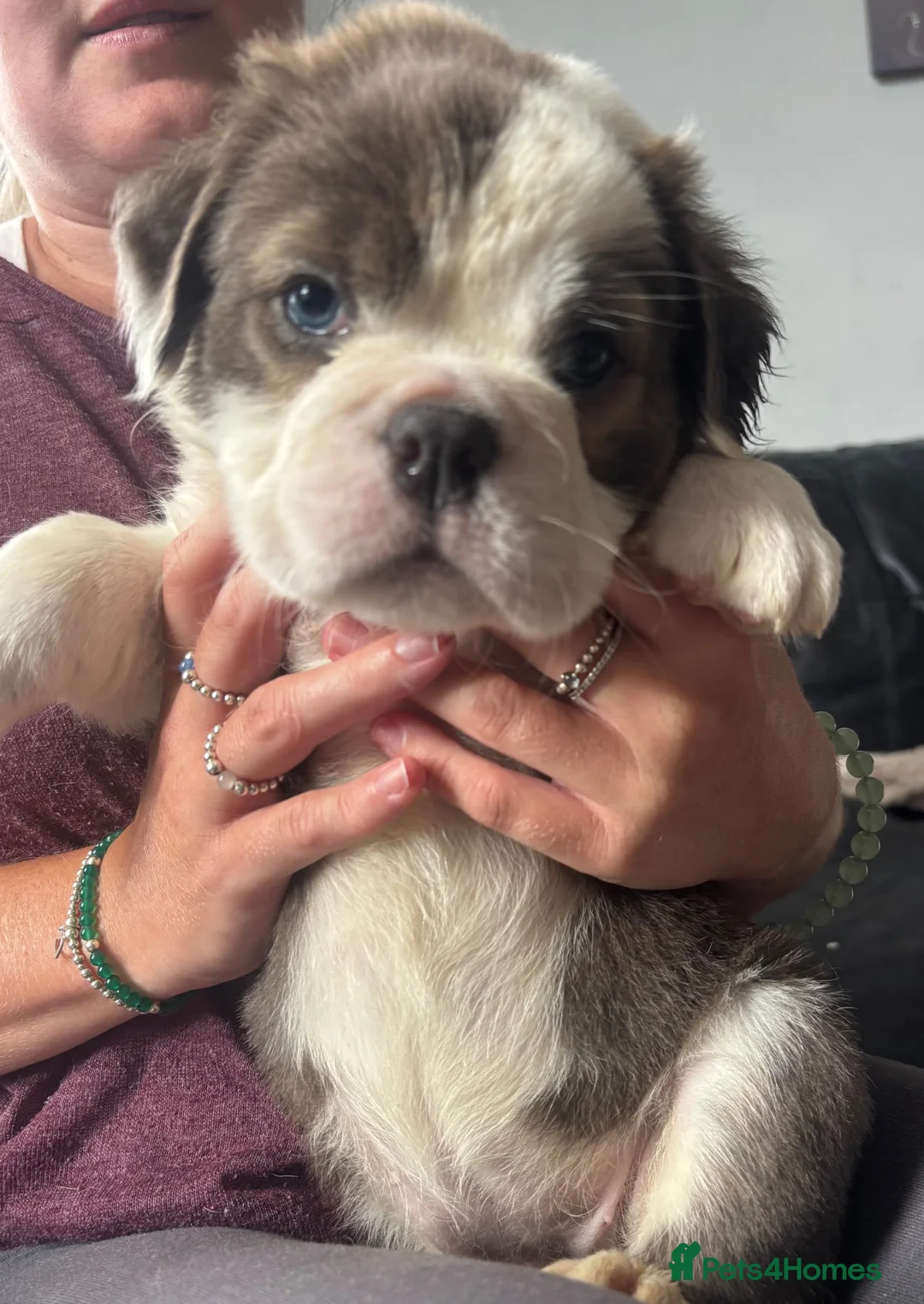 English Bulldog dogs for sale: FLUFFY ENGLISH BULLDOG  - Advert 1