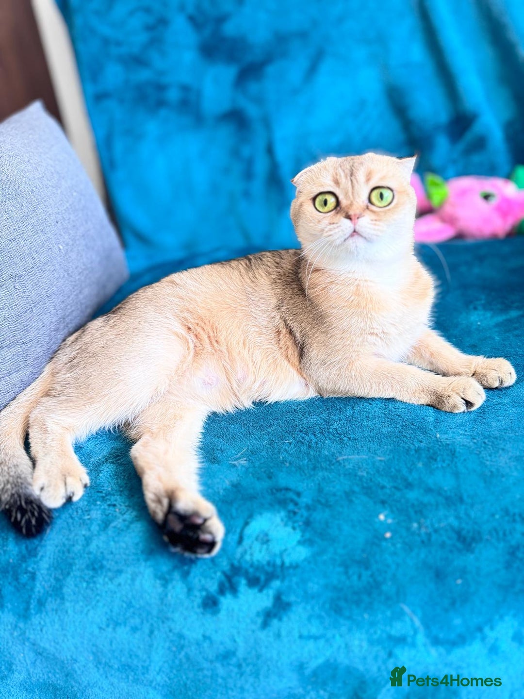 Scottish Fold cats for sale: Pedigree Kitten girl looking for a family  - Image 19