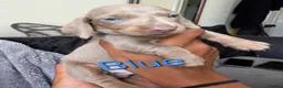 Dachshund dogs for sale: Miniture dachshund puppies in London - Advert 4