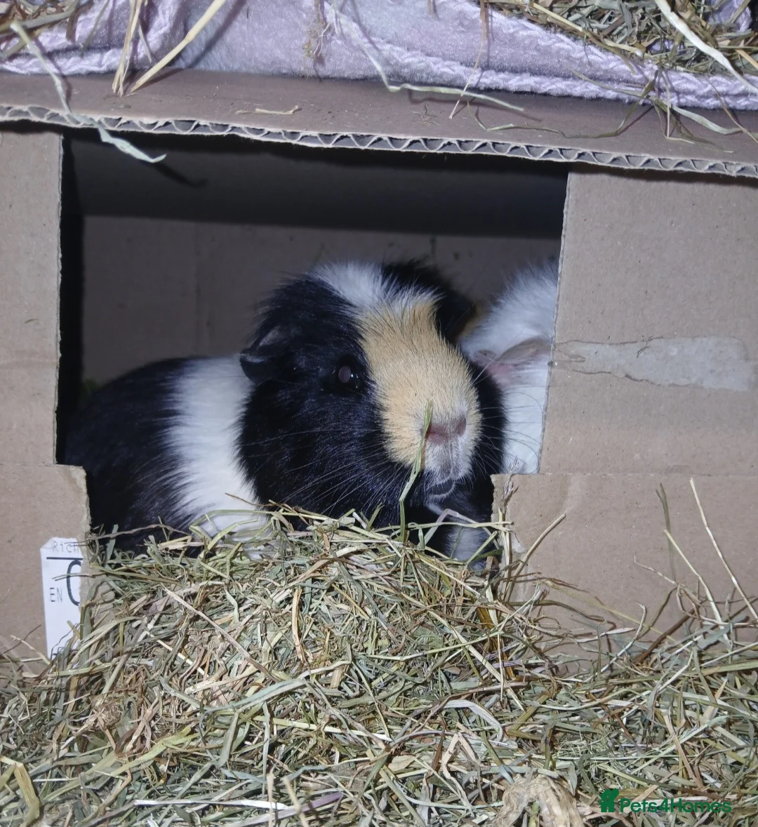 Guinea Pig rodents for sale: 2 female guineapigs for rehome - Advert 8