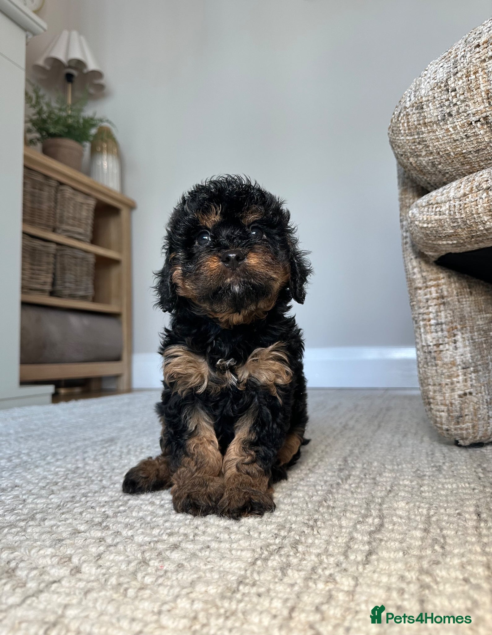 Cavapoo dogs Adorable Cavapoo puppies. Health tested Parent.  - Advert 1