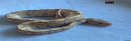 Python Snake reptiles for sale: Baby Ball Pythons - Advert 4