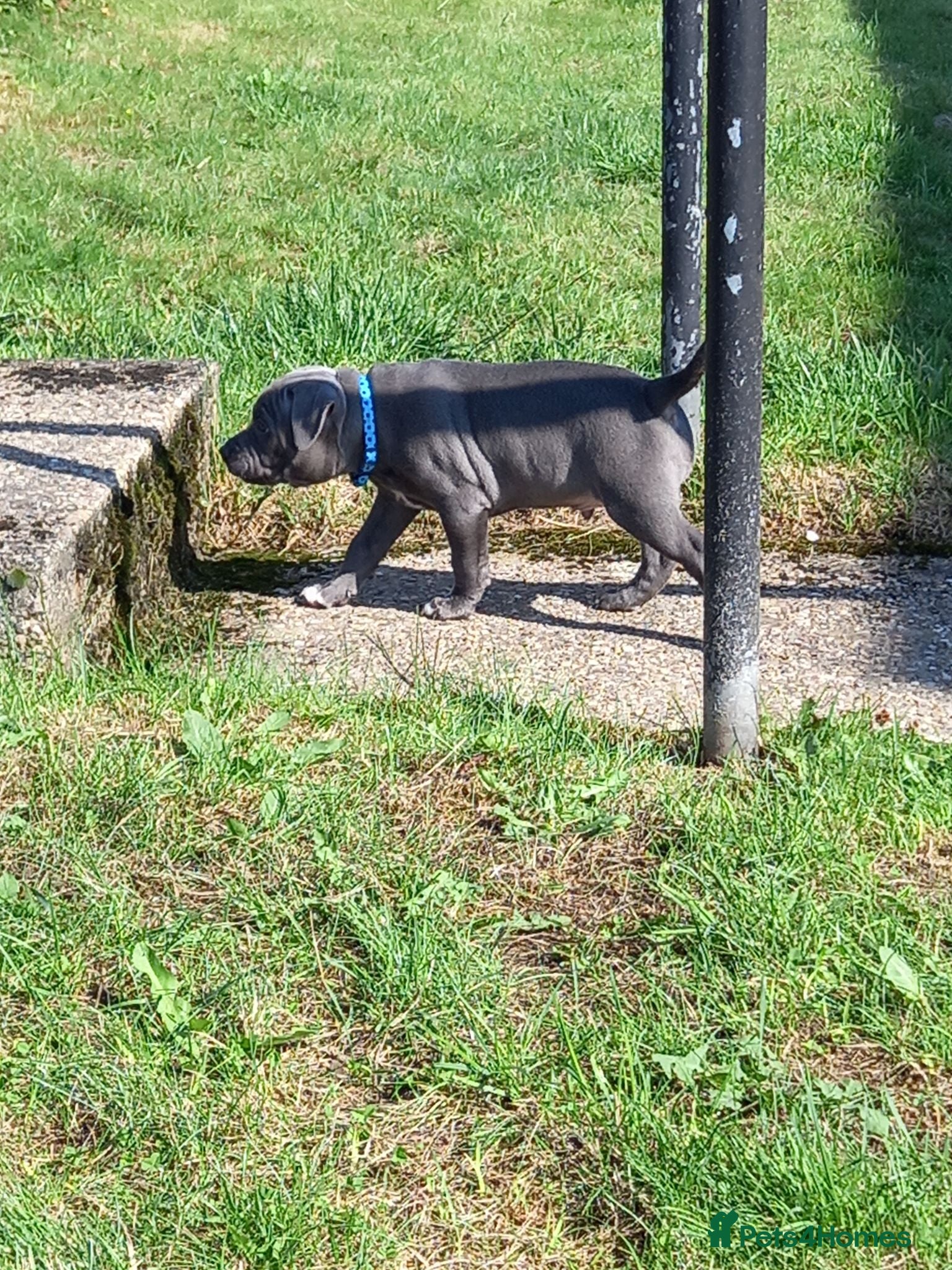 Staffordshire Bull Terrier dogs One boy one girl blue staffy pups - Advert 5