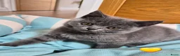 British Shorthair cats for sale:  🐾🎀 BSH 🎀🐾 GCCF/Fully vaccinated - Advert 28