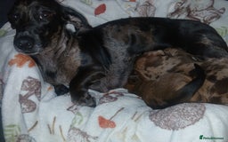 Miniature Dachshund dogs for sale: Stunning miniature dachshund  - Image 6
