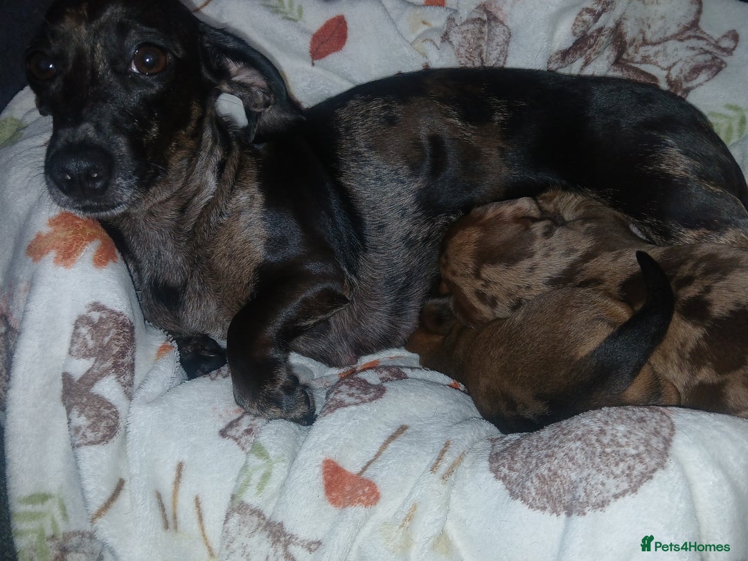 Miniature Dachshund dogs for sale: Stunning miniature dachshund  - Image 6