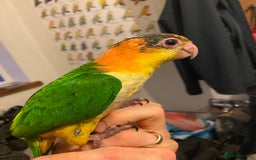 Parrots birds for sale: Yellow Thighed Caique - Image 3
