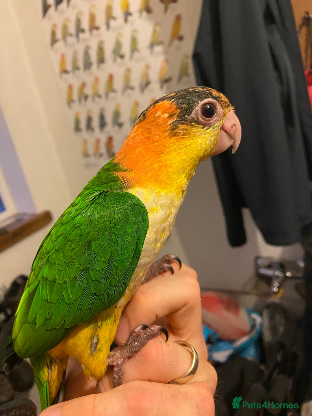 Parrots birds for sale: Yellow Thighed Caique - Image 3