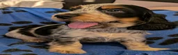 Cocker Spaniel dogs for sale: KC Show Cocker Spaniel Pups Health Tested Parents - Advert 38