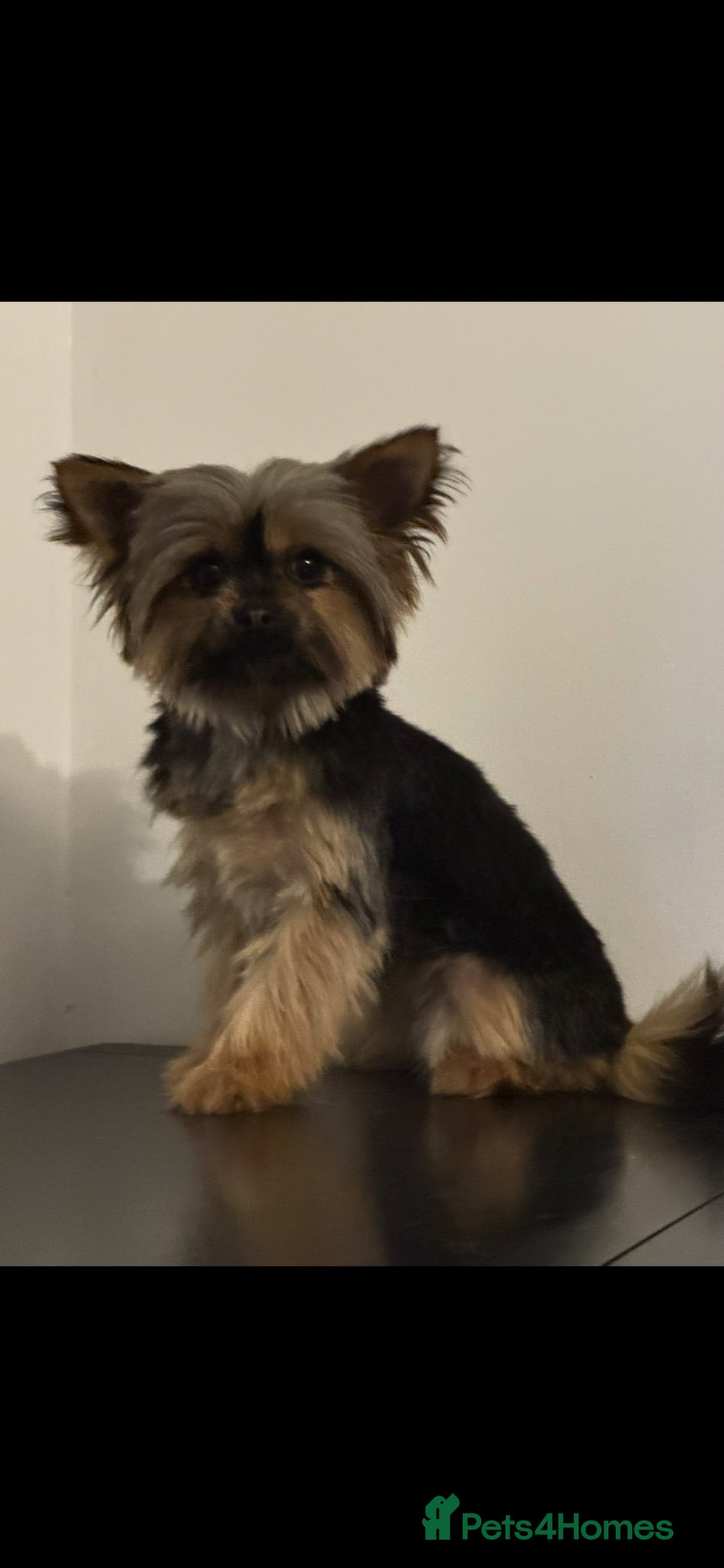 Yorkshire Terrier dogs Tiny Yorkshire terrier - Advert 1