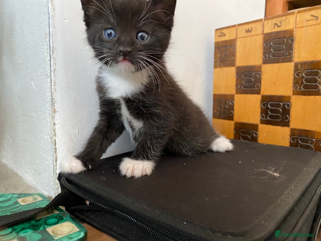 Mixed Breed cats for sale: Four beautiful little kittens - Image 22