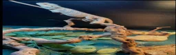 Bearded Dragon reptiles for sale: Bearded Dragon 2YO in London - Advert 3