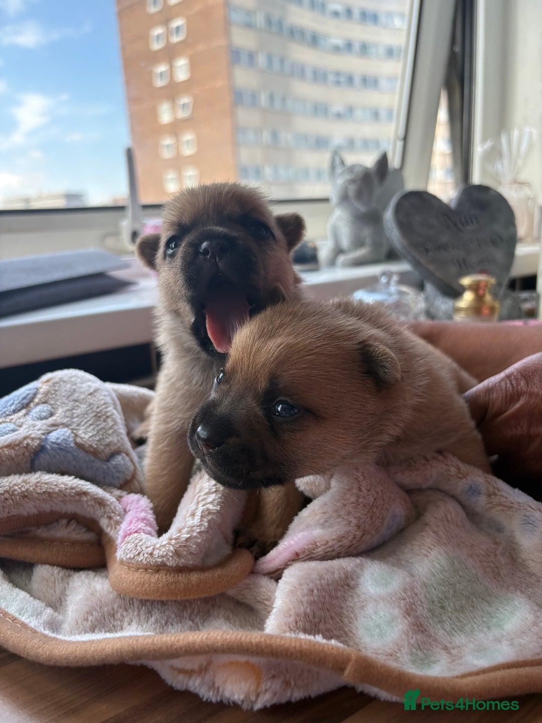 Mixed Breed dogs for sale: FrenchieXPomeranian  - Image 11