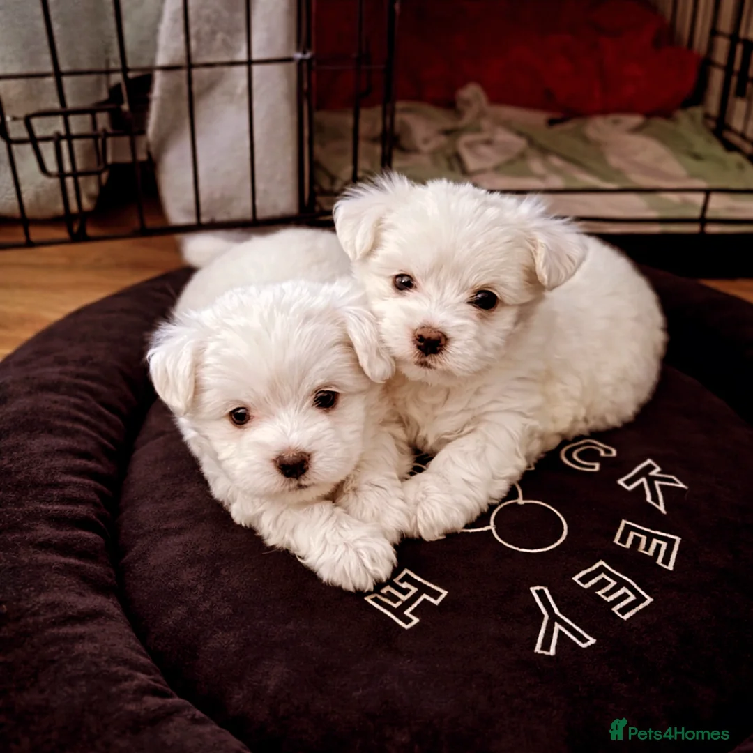 Maltese dogs for sale: Maltese puppies  - Advert 7