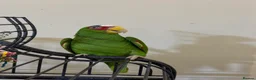 Parrots birds for sale: Amazon white fronted in Slough - Advert 5