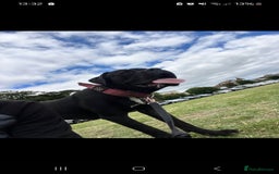 Mixed Breed dogs for sale: Cane corso x only one black girl available  in Paignton - Image 8