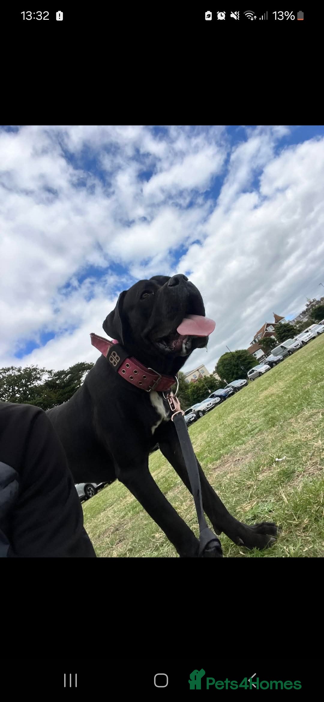 Mixed Breed dogs for sale: Cane corso x only one black girl available  in Paignton - Image 8