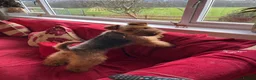 Welsh Terrier dogs for sale: Stunning litter of Welsh terrier puppies  - Advert 13
