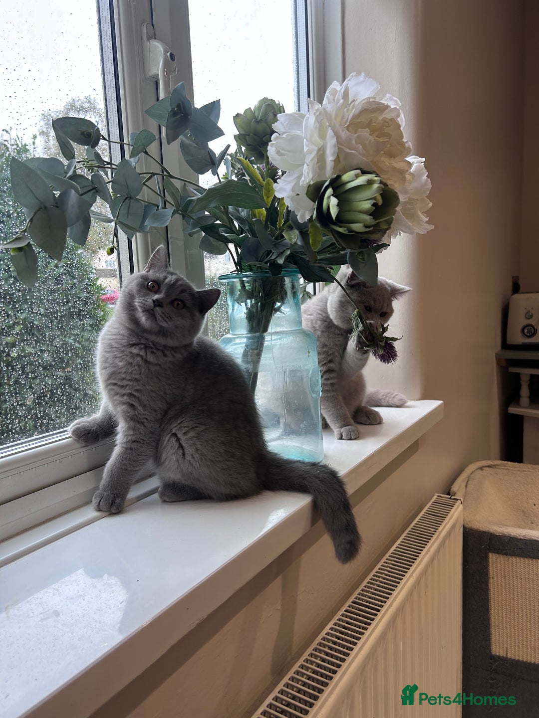 British Shorthair cats for sale: Tica Registered British Shorthairs  - Advert 13