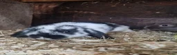 Mini Lop rabbits for sale: Baby Mini Lops - Advert 13