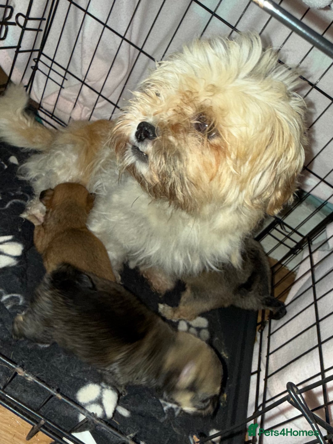 Mixed Breed dogs for sale: 🐾 Fluffy & Friendly! Teddy Bear puppies 🐾 - Image 11