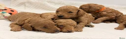 Toy Poodle dogs for sale: 🐩ASIAN Red Purebred Poodle Puppies|DNA Clear🧬 - Advert 7