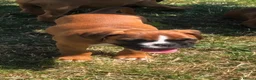 Boxer dogs for sale: Boxer pups  - Advert 6