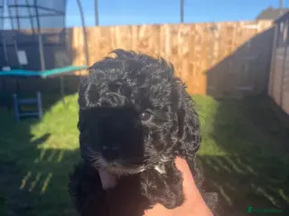 Cavapoo dogs Beautiful cavapoo puppies health tested vaccinated - Advert 7