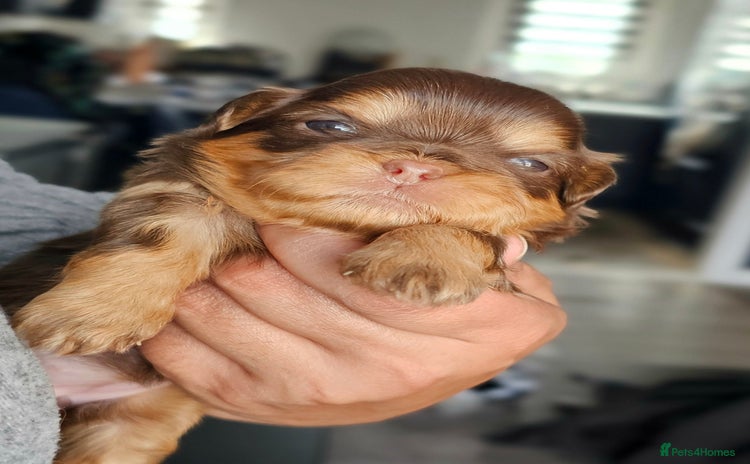 Shih Tzu dogs - Advert 8