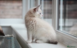 Ragdoll cats for sale: 🐈✨ Tica Registered Ragdoll Kittens in Tamworth - Image 19