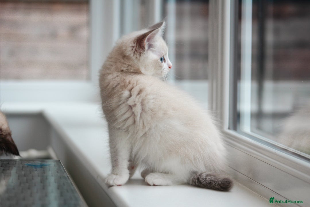 Ragdoll cats for sale: 🐈✨ Tica Registered Ragdoll Kittens in Tamworth - Image 19