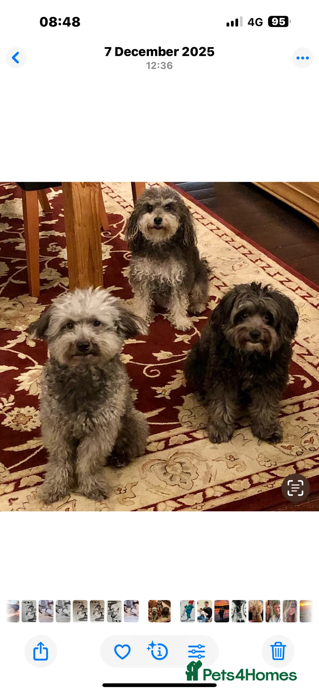 Jackapoo dogs for sale: F1b Miniature Poodle × Jackapoo (¾ Poodle) Puppies - Advert 10