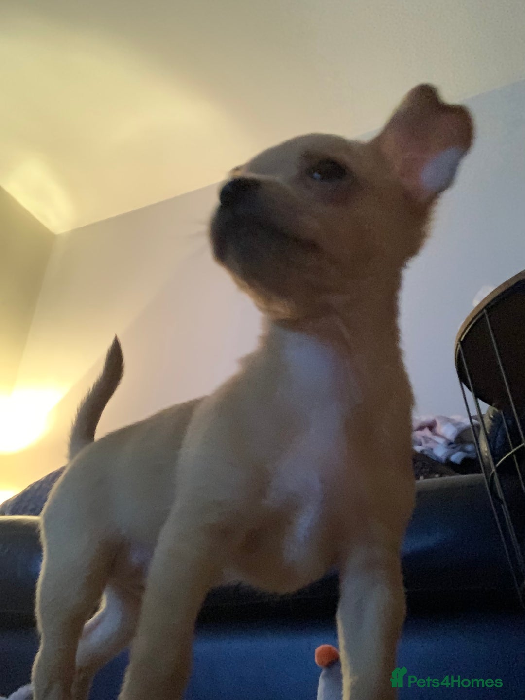 Chihuahua dogs for sale: Chihuahua dog for rehoming - Advert 2