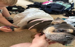 French Bulldog dogs for sale: Blue and tan French bull dog  - Image 2