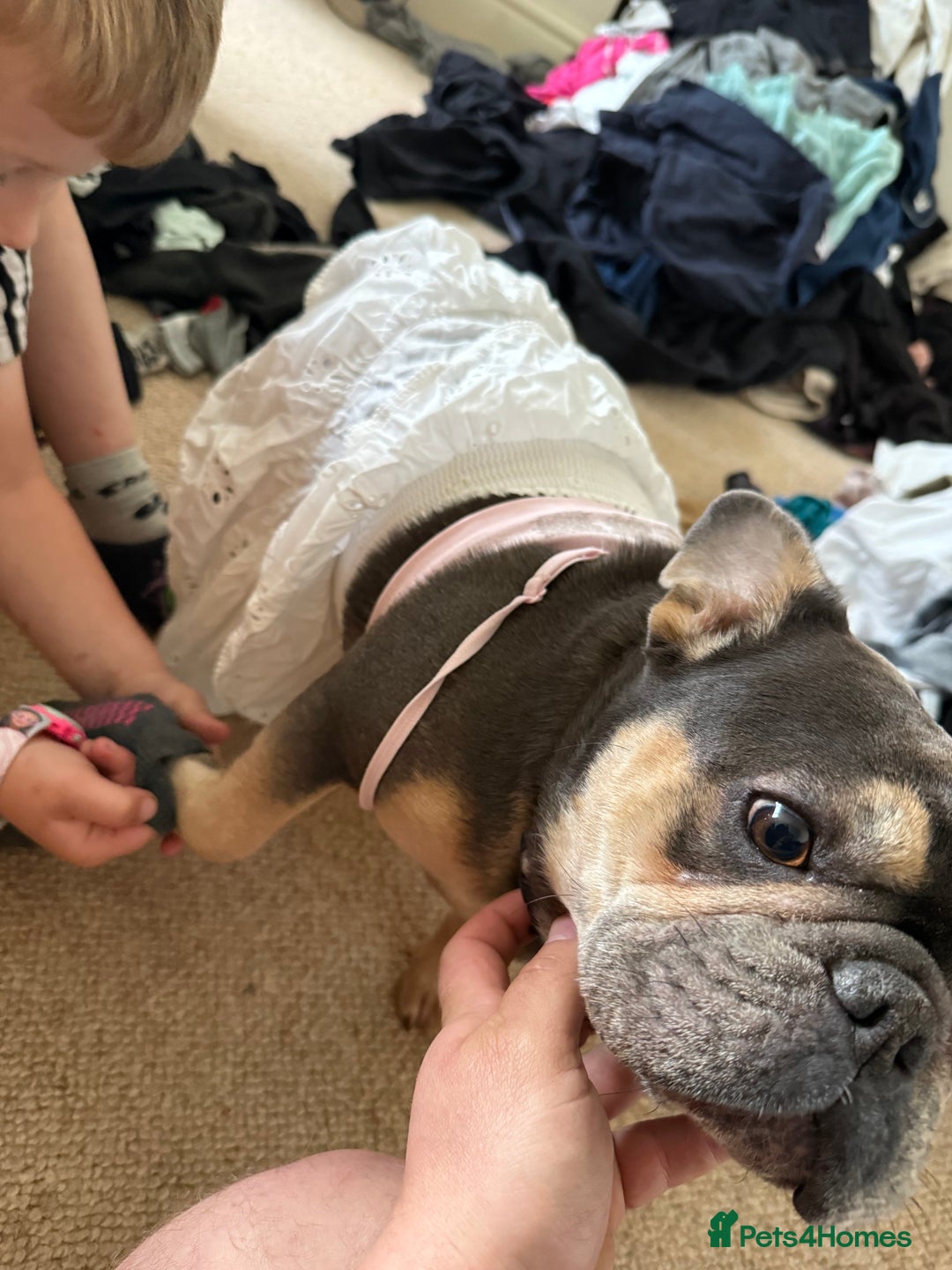 French Bulldog dogs for sale: Blue and tan French bull dog  - Image 2