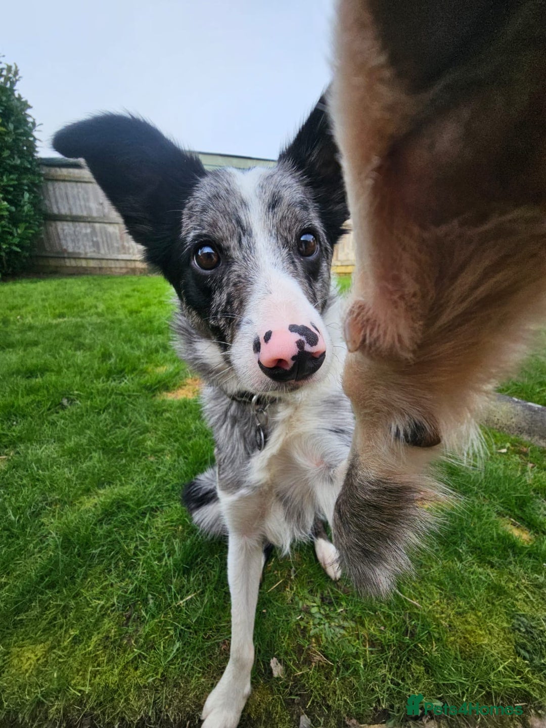 Border Collie dogs for sale: Merle border collie male  - Advert 7