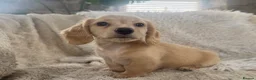 Miniature Dachshund dogs for sale: KC Longhaired Cream Miniature Dachshund Puppies - Advert 2