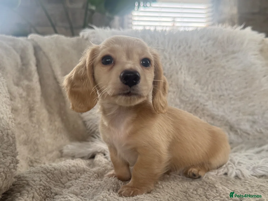 Miniature Dachshund dogs for sale: KC Longhaired Cream Miniature Dachshund Puppies - Advert 2